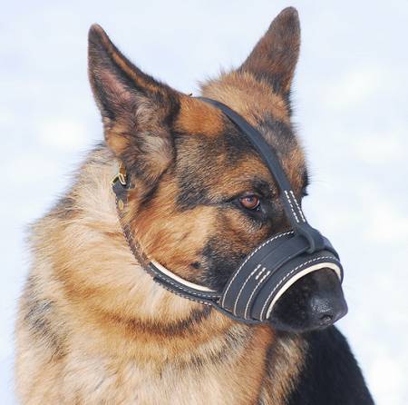German shepherd dog muzzle