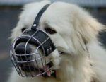 Great Pyrenees Wire Basket Dog Muzzle