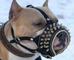 Royal Spiked Leather Dog Muzzle for Amstaff