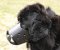 Everyday Newfoundland Leather Dog Muzzle