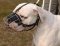 Basket Wire Dog Muzzle Light For American Bulldog - R2