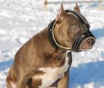 Leather Royal Nappa Dog Muzzle