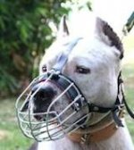 American Staffordshire Terrier Wire Basket Dog Muzzle