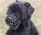 Dog Muzzle for Bouvier des Flandres, Vlaamse Koehond, Cattle Dog
