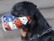 Hand Painted Leather Muzzle "Dondi" Plus for Rottweiler