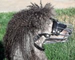 Grooming a Poodle Muzzle-Basket Dog Muzzle for Poodle