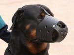 Everyday Rottweiler Leather Dog Muzzle