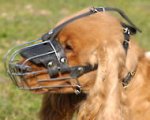 English Cocker Spaniel Dog Muzzle