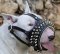 Royal Spiked Leather Dog Muzzle for Bull Terrier