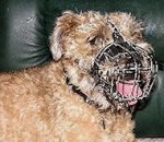 Border Terrier Wire Basket Dog Muzzle