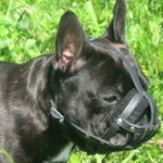 Custom Made Leather Dog Muzzle for French Bulldogs, Pugs, Bostons
