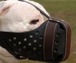 American Pitbull Dog Training Muzzle in Dondi style