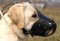Everyday Leather Dog Muzzle for Labrador