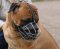 Bullmastiff Wire Basket Large Dog Muzzle