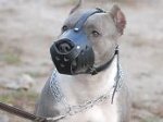 Everyday Pit bull Leather dog muzzle-american pitbull terrier