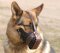 Leather Dog Muzzle "Dondi"- plus style For German Shepherd