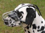 Dalmatian Wire Basket Dog Muzzle