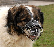 Caucasian Shepherd Basket Wire Dog Muzzle - Kavkaskaia Ovtcharka
