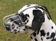 Dalmatian Wire Basket Dog Muzzle