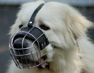 Great Pyrenees Wire Basket Dog Muzzle