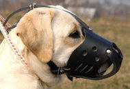 Everyday Leather Dog Muzzle for Labrador