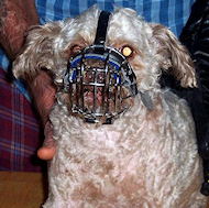 Pekepoo Dog Muzzle Small Dog Wire Basket Muzzles M4 1079 small Wire Basket Dog Muzzle Dog muzzle Leather dog muzzles Wire dog muzzle dog muzzle training Basket dog muzzle small dog