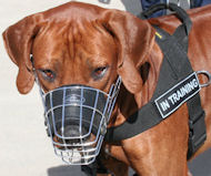 Rhodesian Ridgeback Wire Basket Dog Muzzle-CUSTOM MUZZLE