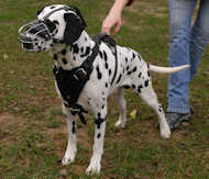 Dalmatian dog muzzle