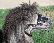 Grooming a Poodle Muzzle-Basket Dog Muzzle for Poodle