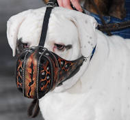 american bulldog doh muzzle