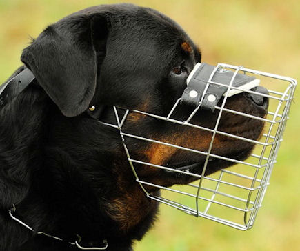 Rottweiler Wire Dog Muzzle, Rottweiler Basket Dog Muzzle -PADDED