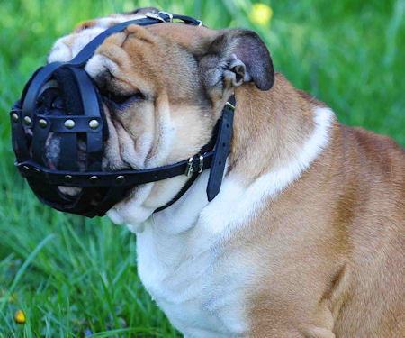 leather dog muzzle for English Vulldog - Padde dog muzzle