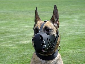 leather dog muzzle german shepherd