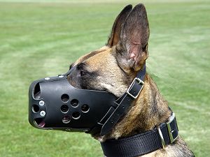 leather dog muzzle training