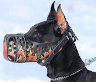 best doberman pinscher dog muzzle