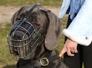 Great dane dog muzzle