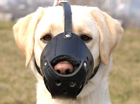 labradorr dog muzzle k9