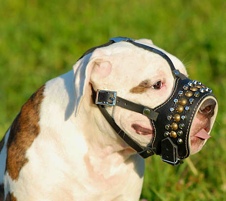 american bulldog dog muzzle