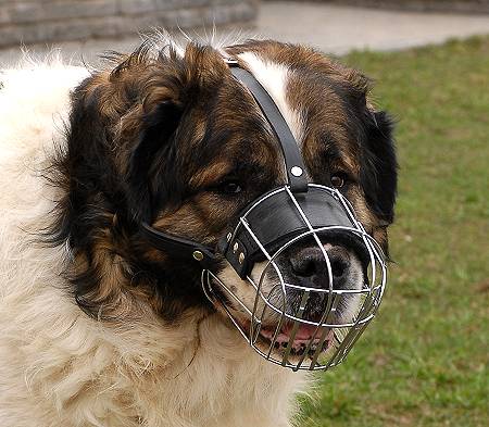 Sheep dog muzzle discount