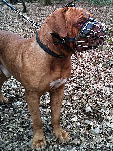 Best Big Wire Muzzle for Dogue De Bordeaux Basket-Cage Dog Muzzle
