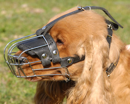 English Cocker Spaniel Dog Muzzle