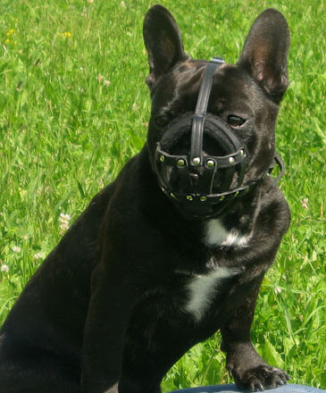Custom Made Leather Dog Muzzle for French Bulldogs,Pugs,Bostons