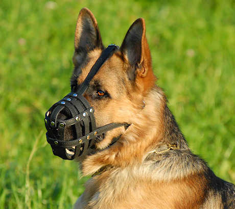 Leather dog muzzle for German shepherd