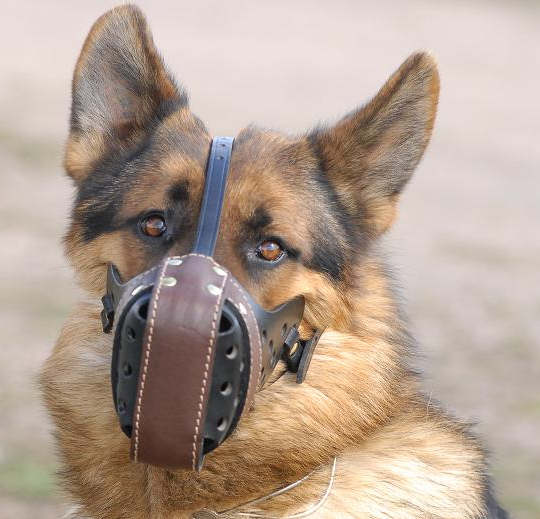 basket muzzle