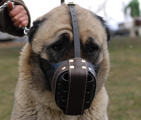 Anatolian-Shepherd leather dog muzzle 