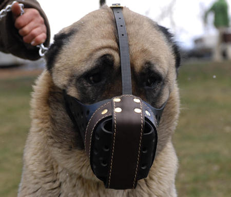 Anatolian-Shepherd leather dog muzzle