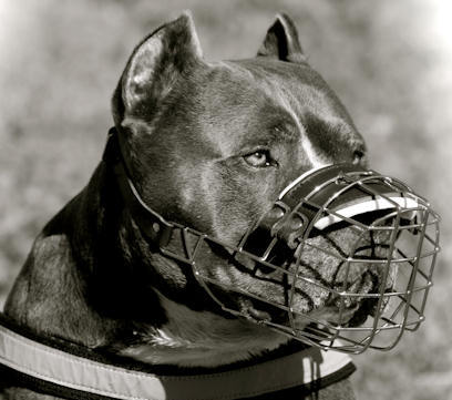 Pitbull Wire Basket Dog Muzzle