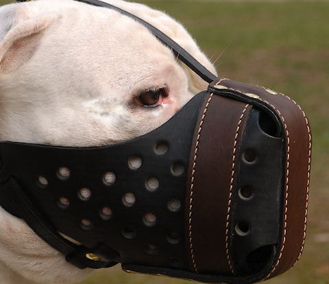 American Pitbull Dog Training Muzzle in Dondi style M55 1079 Pit Bull muzzle dondi pluse Dog muzzle Leather dog muzzles Wire dog muzzle dog muzzle training Basket dog muzzle small dog muzzle