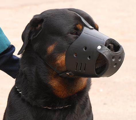 Everyday Rottweiler Leather Dog Muzzle