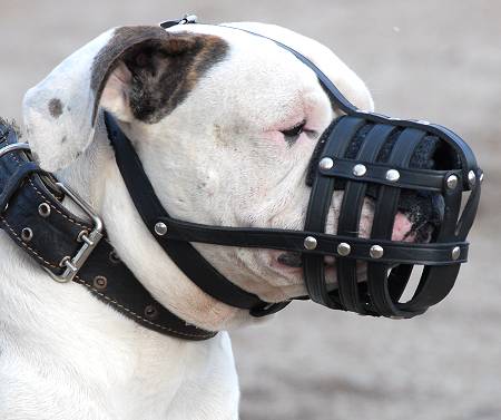 Everyday Light Weight Ventilation American Bulldog Muzzle M41